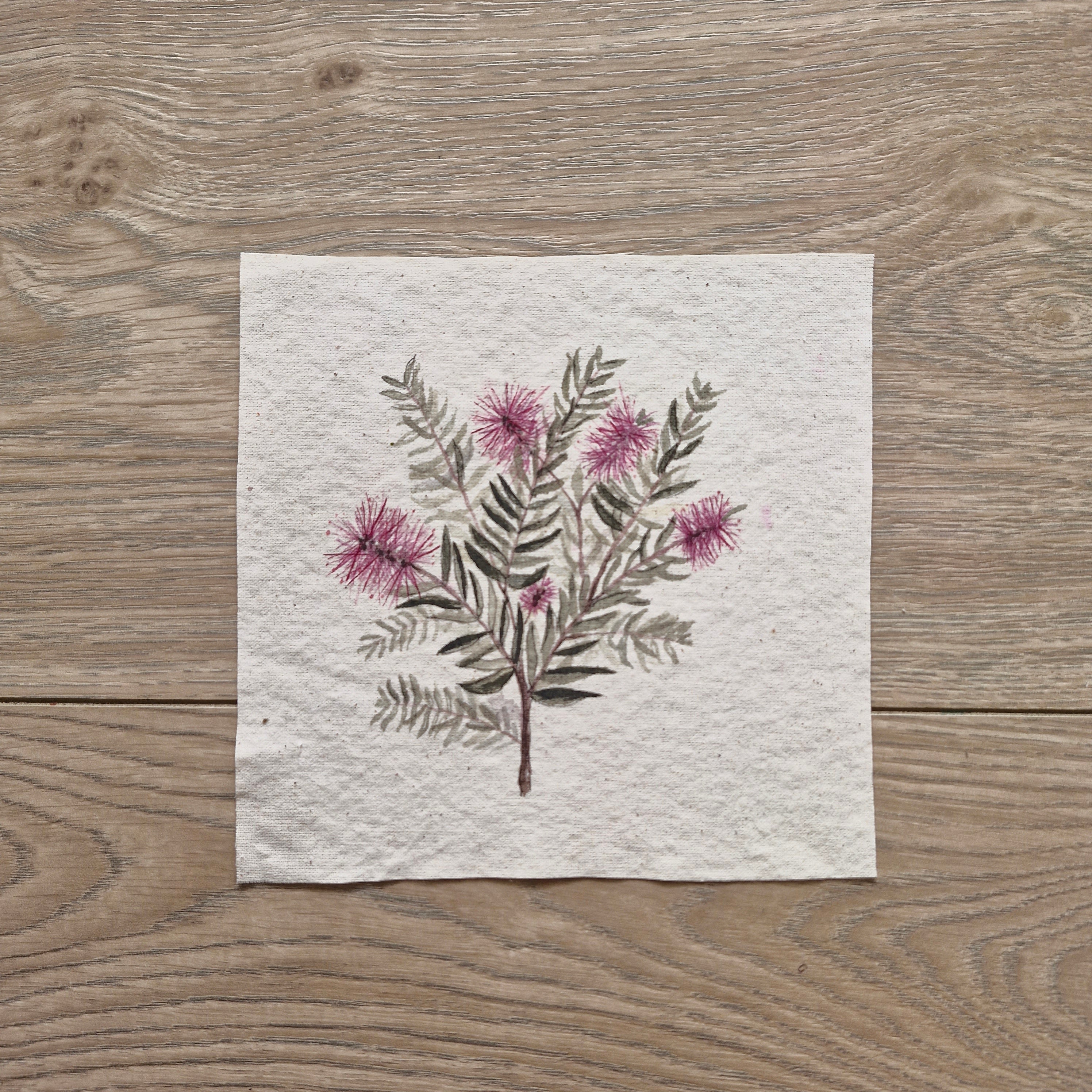 Callistemon