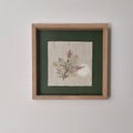 Callistemon