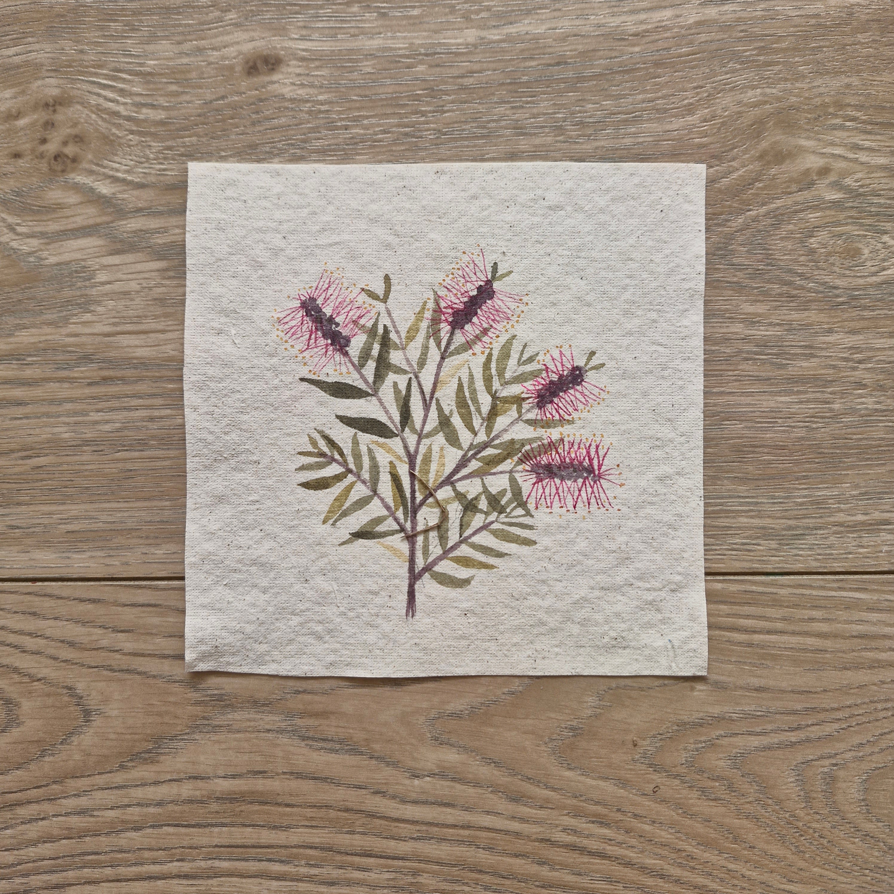 Callistemon